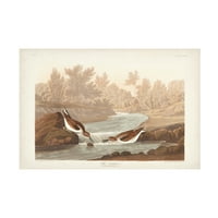 John James Audubon 'Little Sandpiper' platno umjetnost