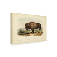 Zaštitni znak likovna umjetnost 'American Bison stajalište' platna umjetnost Johna Jamesa Audubona